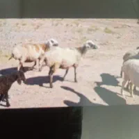 میش ابست