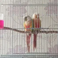 گرینچیک دبل رد مولد