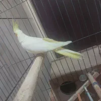 عروس هلندی ماده