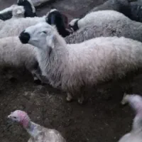 بره نر|حیوانات مزرعه|سربیشه, |دیوار