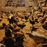 مرغ و خروس گلپایگانی