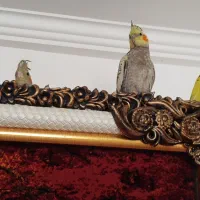 فروش عروس هلندی ویک ماده مرغ عشق زرد|پرنده|مهاباد (آذربایجان غربی), |دیوار