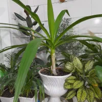 گل و گل آپارتمانی|گل و گیاه طبیعی|کاشمر, |دیوار