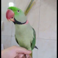 شاه طوطی نر سخنگو|پرنده|کرج, کلاک بالا|دیوار