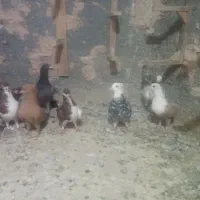 کبوتر نو بازی