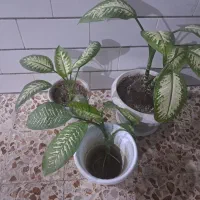گل دیفن باخیا