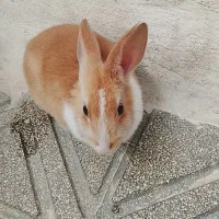 یک عدد خرگوش|موش و خرگوش|کامیاران, |دیوار