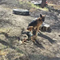 یک جفت سگ ژرمن گم شده