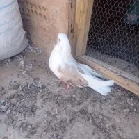 نر فنچی پشت سرور|پرنده|اردکان, |دیوار