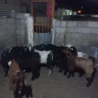 ۱۱راس کهره نر