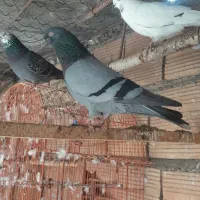 تعدادی کبوتر غریب گیر