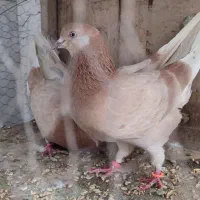 زردی جفت پرشی