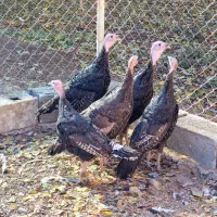 بوقلمون رسمی|حیوانات مزرعه|شهریار, رضی آباد بالا|دیوار