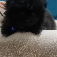 پامر خرسی عروسکی سایز ریز رنگ کاملا تک و خاص|سگ|تهران, مینای شمالی (مخبر)|دیوار