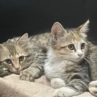 واگذاری بچه گربه