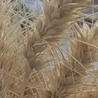 گندم بذری سیروان