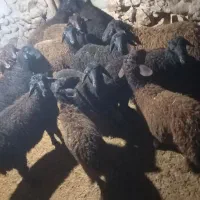 بره نر سالم و گوشتی