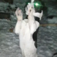 سگ پاکوتاه نر و توله سگ نر