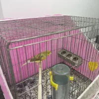 قناری مست مست ماده گیر