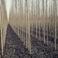 نهالستان فروش صنوبر ریشه دار صادراتی اصل درجه یک