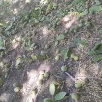 گردوی درجه یک پای درخت فروشی همین الان