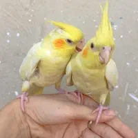 گمشده دوساعت پیش