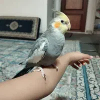 عروس هلندی خیلی دستی|پرنده|قم, باغ شازده|دیوار