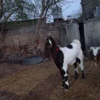 کولار بز کهره پاکستانی