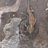 اکواریوم شرکتی|ماهی|مشهد, امیریه|دیوار