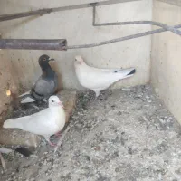 کفتر و کبوتر|پرنده|تربت‌حیدریه, بالا ولایت|دیوار