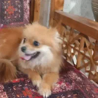 پامر روباهی