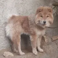 سگ چاو چاو|سگ|اصفهان, مارچین|دیوار