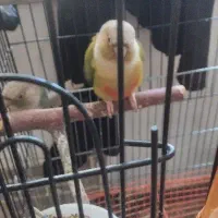 طوطی گرنچیک