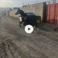 اسب مادیان ۴به ۵ ابستن سنگین