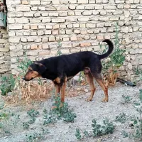 سگ ژرمن ورک و سگ دوبرمن  دبرمن|سگ|مشهد, توس|دیوار