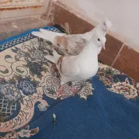 کبوتر
