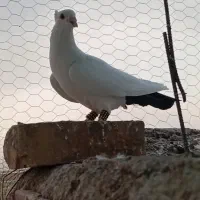 نردمسیاکرمونی