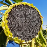 تخمه آفتابگردان درجه ۱|خوردنی و آشامیدنی|شال, |دیوار