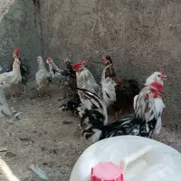 مرغ وخروس گلین|حیوانات مزرعه|شیراز, شهرک گلها|دیوار