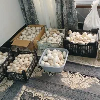 فروش تخم غاز واردک خارجی نطفه دار