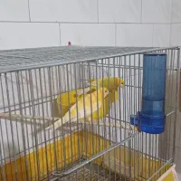 فروش پرنده|پرنده|زیباشهر, |دیوار