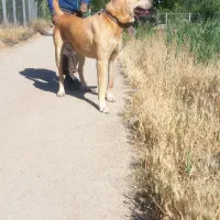 سگ سرابی گمشده