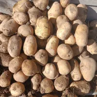 سیب زمینی جلی رانومی مدل 402|خوردنی و آشامیدنی|رزن, |دیوار