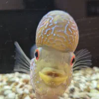 ماهی فلاور هورن ماگما بالغ|ماهی|خرم‌آباد, |دیوار