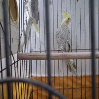 عروس هلندی مولد