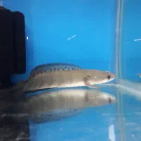 ماهی و آکواریوم