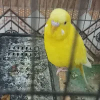 یک جفت مرغ عشق با قفس و تمام لوازم|پرنده|شیراز, کوشک میدان|دیوار