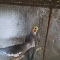 عروس هلندی فروشی بالغ آماده جوجه کشی