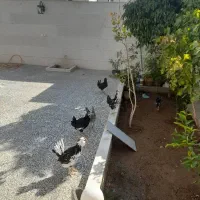 مرغ وخروس گلین لری|حیوانات مزرعه|شیراز, حومه شیراز|دیوار