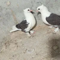 جوجه درجایی|پرنده|میناب, |دیوار